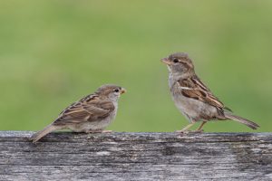 What is Sparrow average lifespan?