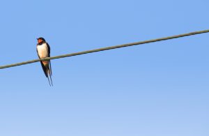 What is Swallow average lifespan?