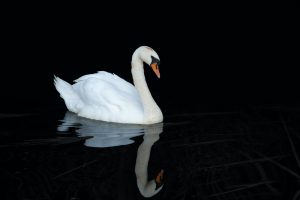 What is Swan average lifespan?