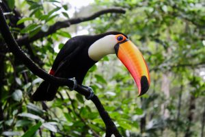 What is Toucan average lifespan?