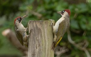 What is Woodpecker average lifespan?