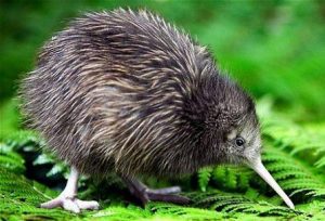 What is Kiwi average lifespan?