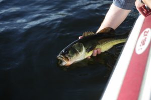 What is Bass average lifespan?