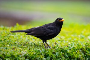 What is Blackbird average lifespan?