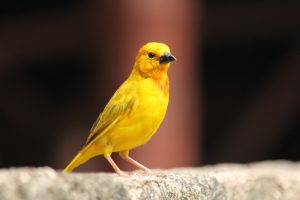 What is Canary average lifespan?