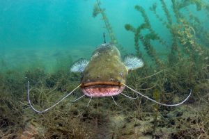 What is Catfish average lifespan?