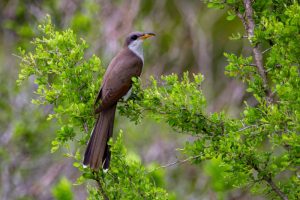 What is Cuckoo average lifespan?