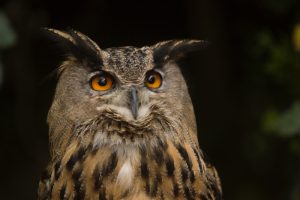 What is Eagle Owl average lifespan?