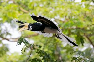 What is Hornbill average lifespan?