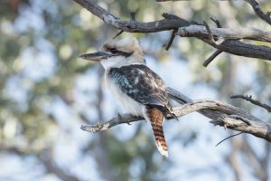 What is Kookaburra average lifespan?