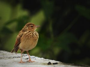 What is Lark average lifespan?