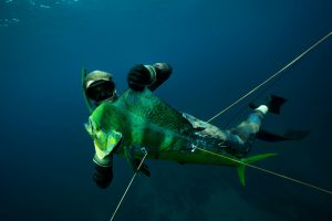 What is Mahi-mahi average lifespan?