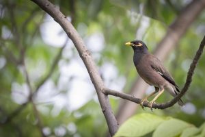 What is Myna average lifespan?