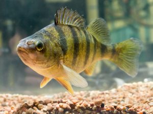 What is Perch average lifespan?