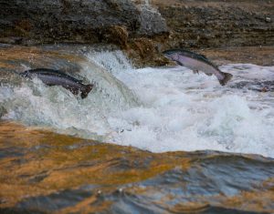 What is Salmon average lifespan?