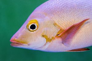 What is Snapper average lifespan?