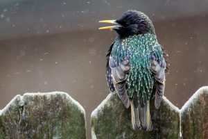 What is Starling average lifespan?