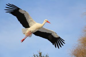 What is Stork average lifespan?