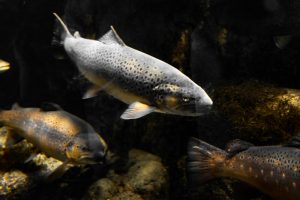 What is Trout average lifespan?