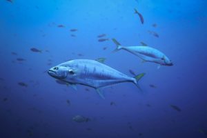 What is Tuna average lifespan?