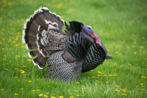 What is Turkey (bird) average lifespan?