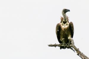 What is Vulture average lifespan?