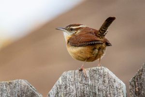 What is Wren average lifespan?