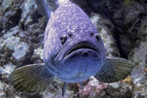 What is Grouper average lifespan?