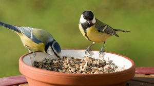 How Do Birds Eat Without Teeth? The Science of Bird Digestion