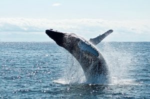 Why Did Whales Trade Legs for Tails? The Aquatic Advantage