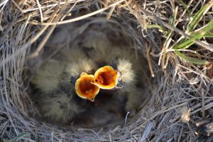 Feathery Facts: Do Baby Birds Drink Milk from Mom?