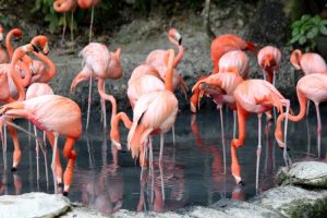 Is Shrimp the Secret to a Flamingo’s Pink Plumage?