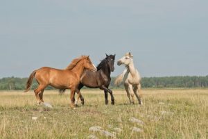 Can Horses Recover From a Broken Leg?