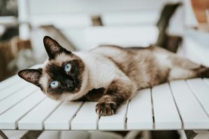 The Best Food for Siamese Cats: What They Love to Eat