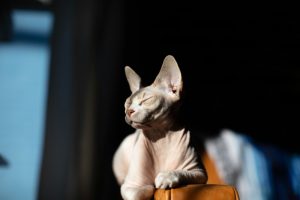 The Best Food for Sphynx Cats: What They Love to Eat