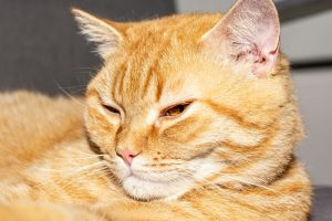 What Do Orange Tabby Cats Love to Eat?