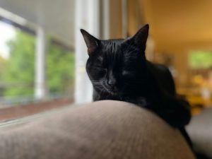 What Does a Bombay Cat Eat? A Guide to Their Diet and Preferences