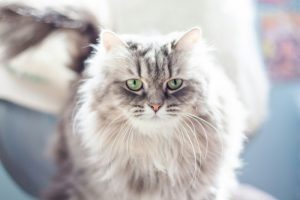 The Best Food for Siberian Cats: What They Love to Eat