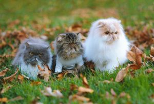 What Do Persian Cats Eat?