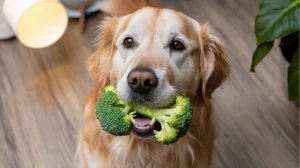 Can Dogs Eat Broccoli? What Happens If My Dog Eats Too Much Broccoli?