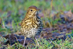 Difference Between Song Thrush and Mistle Thrush