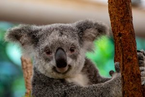 Do Koalas Have Fingerprints? 5 interesting facts about koala fingerprints