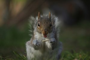 Grey Squirrel Habitats: Where Do Grey Squirrels Live?