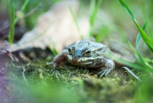 British Frogs and Toads: Species, Habitats, and Lifespan