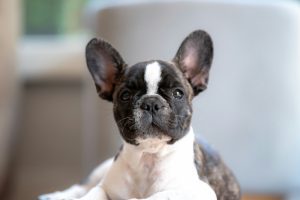 What to Feed Your French Bulldog: Safe Foods, Risks, and Tips