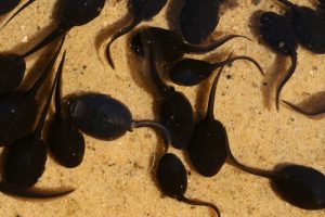 What Do Tadpoles Eat? What Can You Feed to Tadpoles?