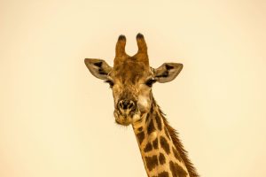 180 Cute Giraffe Names