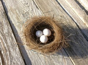 Should I Remove an Old Nest from a Bird Box?