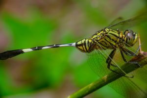 What Do Dragonflies Eat?