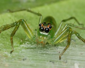 What Do Spiders Eat and Drink? Diet of small spiders